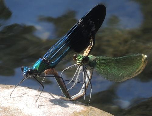 Calopteryx xanthostoma